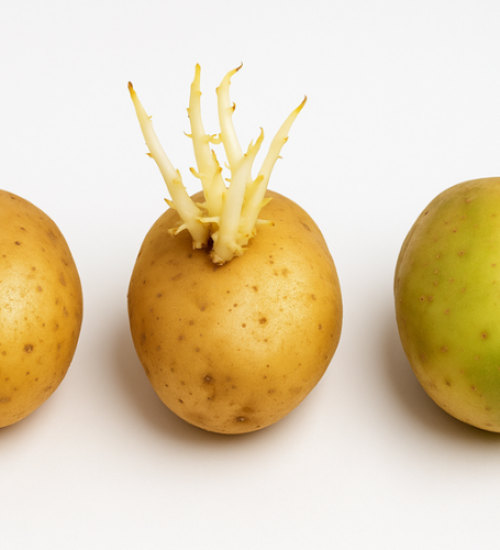 O risco do uso da batata com broto e da batata com casca verde (1)